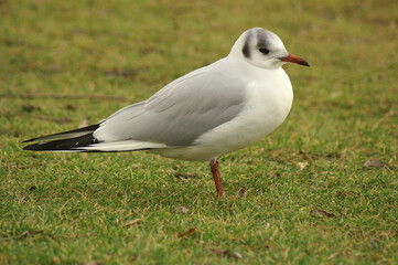 A Black-headed Gull resting in a meadow
