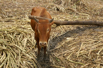 A cow at work in rural Uganda, Africa. By walking in circles this cow makes a big millstone move....
