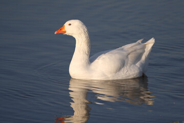 Portrait of a Domestic Goose swimming in a pond
