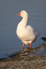 Naklejka na ściany i meble Portrait of a Domestic Goose on the edge of a pond 