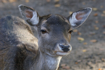 Portrait of a female Fallow Deer
