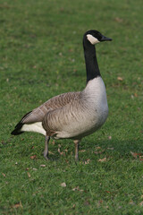 Naklejka na ściany i meble A Canada Goose standing in grass 