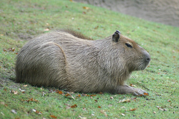A Capybara resting on the river bank
