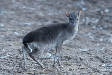 A portrait of a Blue Duiker looking at the photographer
