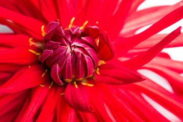 flower aster chrysanthemum red burgundy color