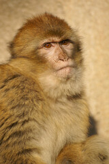 A portrait of a juvenile Barbary Macaque on a rock
