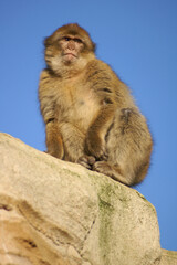 A portrait of a juvenile Barbary Macaque on a rock enjoying the sunlight
