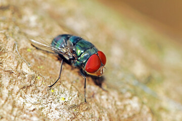 fly on the tree