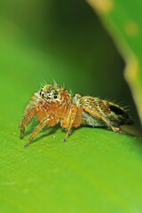 spider on a leaf