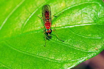 fly insect on a leaf