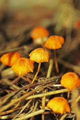 mushroom in autumn forest