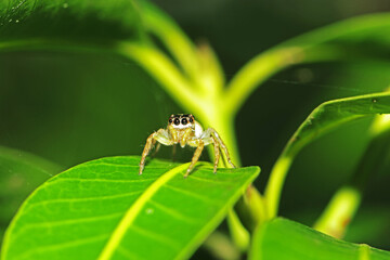 spider on a leaf