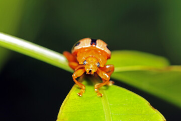 ladybird on leaf