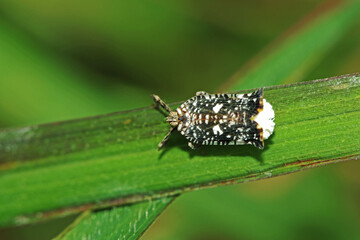 macro of a bug on a leaf