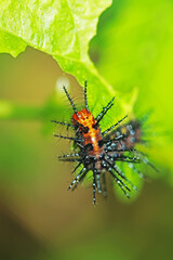 a spiny caterpillar on a leaf