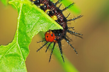 a spiny caterpillar on a leaf