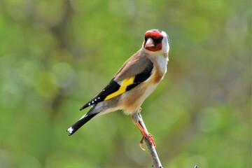  Chardonneret élégant (Carduelis carduelis). Neuchâtel, Suisse.