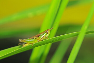 grasshopper on a leaf
