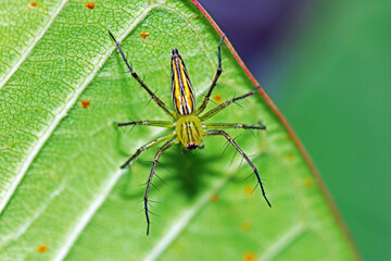 spider on a green leaf