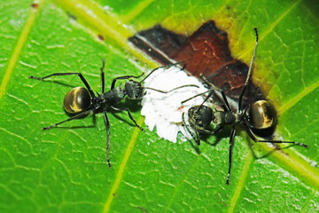 Black ant on leaf