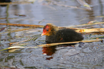 A juvenile Eurasian Coot swimming in a pond
