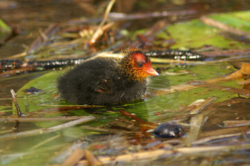 A juvenile Eurasian Coot swimming in a pond
