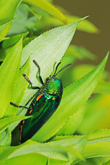 Green bug on a leaf