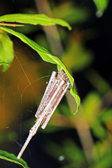 A nest o insect on leaf
