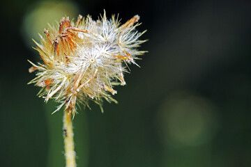 A dry grass flower
