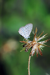 butterfly on dry grass flower