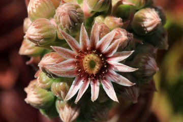 Beautiful rose Sempervivum flowers in the rockery garden, which act as a insect magnet. 