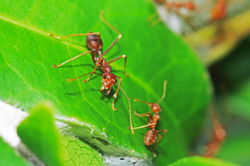 red ant on leaf