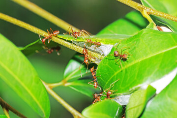A red ant on nest