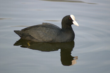 A portrait of an Eurasian Coot swimming in a pond
