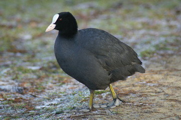 A portrait of an Eurasian Coot walking on the riverside
