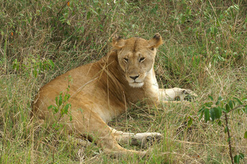 Obraz na płótnie Canvas A Lioness resting in the gras of the Serengeti, Tanzania, Africa 