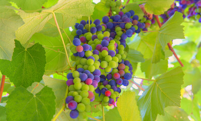 Purple and green grapes with green leaves on the vine