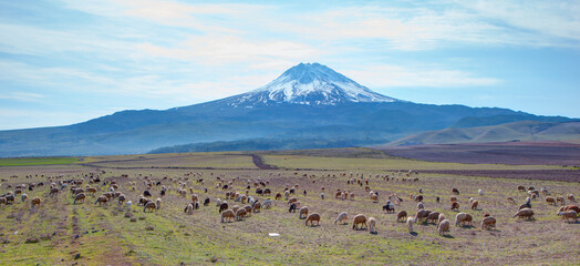 Herd of sheep grazing on pasture on the background of Hasan mountains and blue sky with clouds