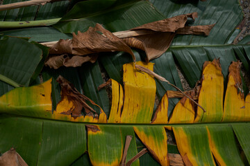 leaves on the ground