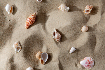 nature and summer holidays concept - different sea shells on beach sand