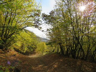 Autumn in the forest