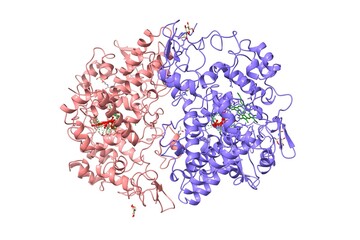 Cyclooxygenase-2 homodimer complexed with non-selective inhibitor, indomethacin (red). Protoporphyrin IX is shown in green. 3D cartoon model, PDB 3n8v, chain id color scheme, white background