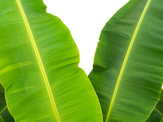 Big banana leaves (two). and raindrops. top of image, copy space and white background.