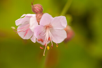 Obraz premium Pink geranium flower on blurred background