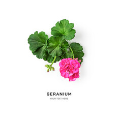 Pink geranium flowers and leaves creative layout.