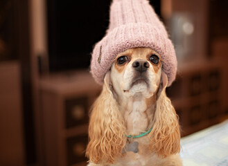 american cocker spaniel