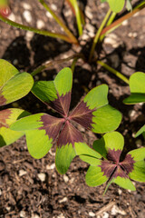 4 Blatt - Glück