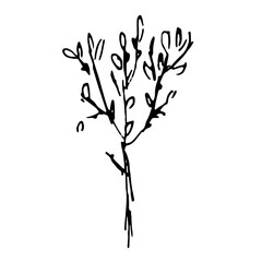 Illustration of a plant. Sketch of the foliage. Hand-drawn line flower