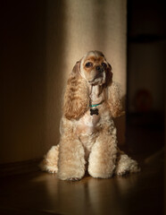 american cocker spaniel