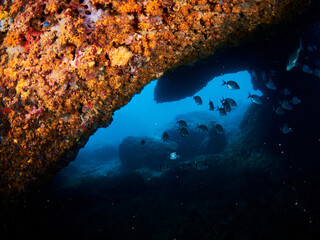 Underwater Mediterranean scene with rocks, corals and seaweed in a sunny day